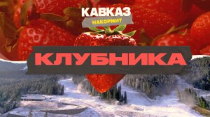 Кавказ накормит. Клубника