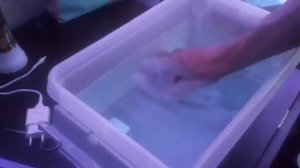 Лечение Золотой Рыбки,купание в солевой ванночки с последующим ручным очищением пораженных участков