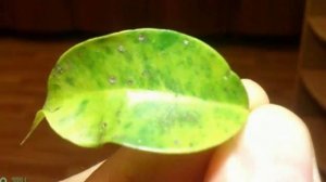 Вредители Фикуса Бенджамина! Как бороться с вредителями Фикуса!