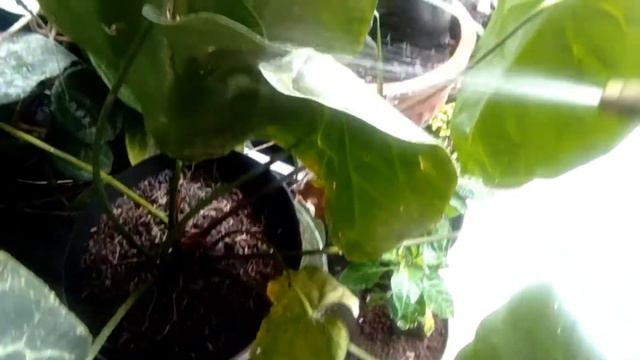 CARA MENANAM KUPING GAJAH DARI BIJI BUNGANYA DAN STEK AKAR || TANAMAN HIAS смотреть онлайн