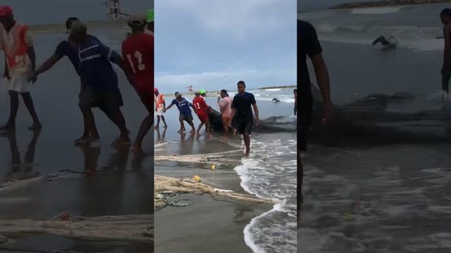 Pesca artesanal en Cartagena II смотреть онлайн