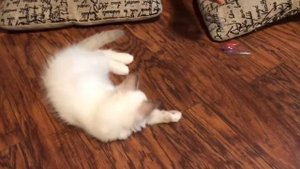 Ragdoll - почему мы выбрали котёнка Рэгдолл: особенности породы (часть первая)