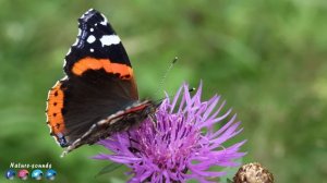 Самая красивая мелодия на свете! ВОССТАНОВЛЕНИЕ НЕРВНОЙ СИСТЕМЫ! До слез красивая мелодия!