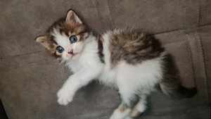 Спасение бездомных котят