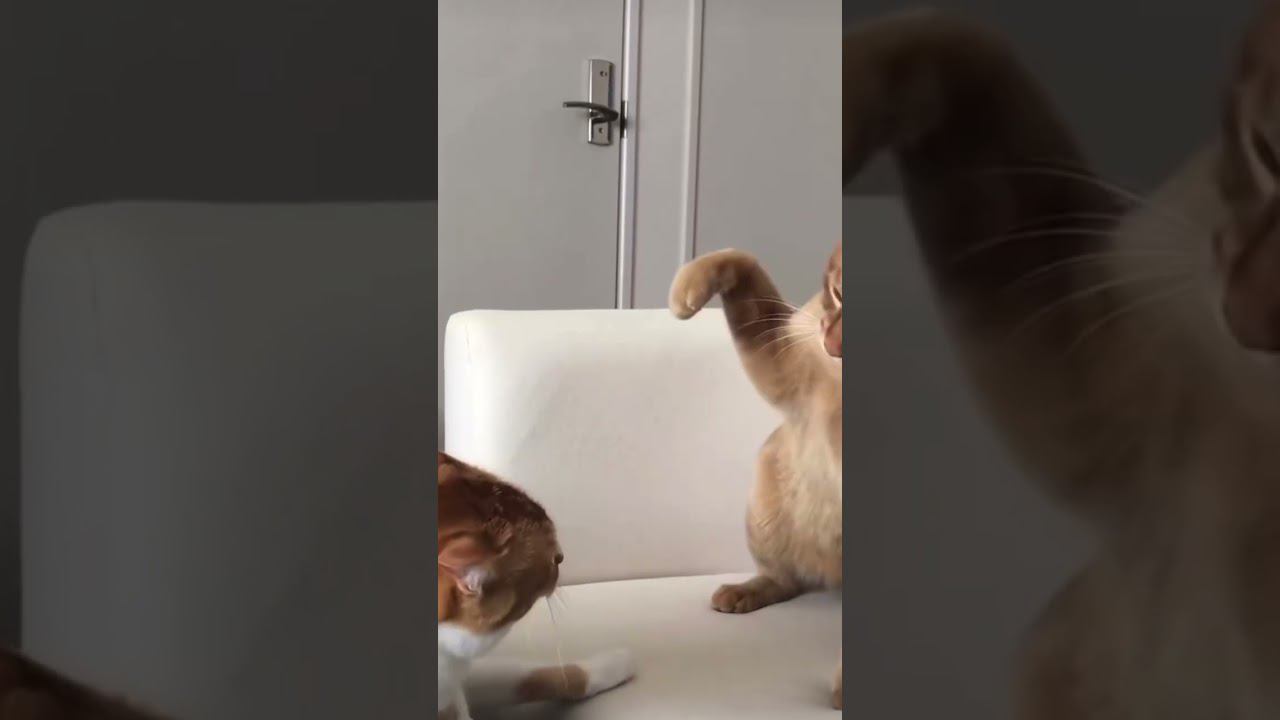 Когда твой Звукарь разговаривает непонятными терминами,а ты только выучила значение первого слова смотреть онлайн