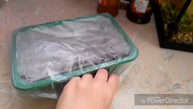 Где лучше выращивать черенки фиалок.