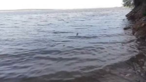 20 21 мая 2018 год  Юшатырское водохранилище братишка отличился