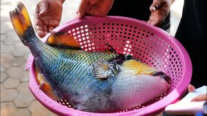 Вьетнамская уличная еда - ГИГАНТСКАЯ САШИМИ САШИМИ Барбекю Морепродукты Вьетнам