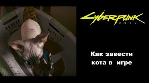 Как завести кошку в Cyberpunk 2077