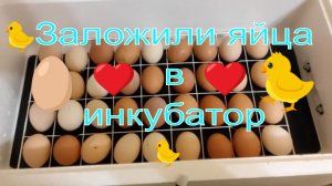 Закладываем яйцо в инкубатор Несушка с цифровым терморегулятором 36 яиц автопереворот 12В гигрометр