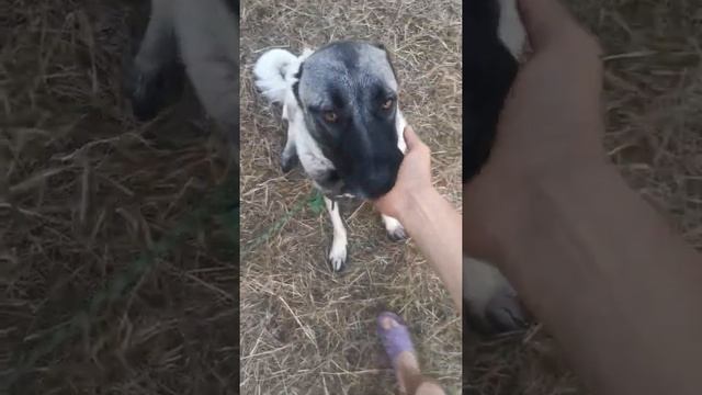 Анатолийская овчарка, #кангал (тур. anadolu çoban köpeği, kangal çoban köpeği)  древняя порода соба
