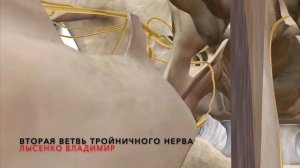 Как выглядит и где располагается тройничный нерв на черепе человека? Понятная анатомия 3D