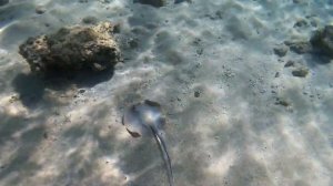 Скаты | Рыбы Красного моря| Сине-пятнистый скат-хвостокол в Хургаде