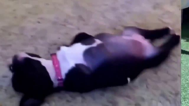 Смешные спящие бульдожки Улыбнуло смотреть онлайн