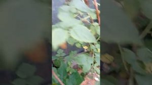 Ягода-малина летом в гости звала... ? #малина  сорт #колокольчик ? #витамины кушаем  #надаче #ягода