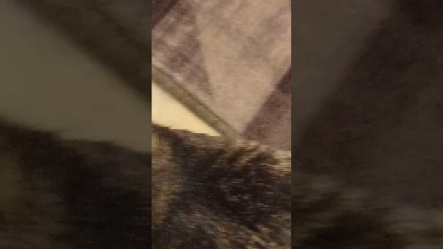 мой трёхлетний брат снимает видео?? смотреть онлайн