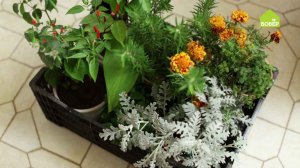 Берём растения из сада домой на зимовку. Как правильно зимовать некоторым садовым цветам. Советы