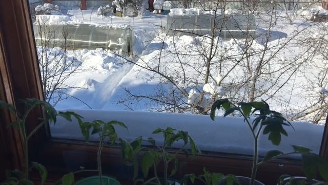Срочно счистить снег с крыши теплицы . Теплицы не выдерживают нагрузку снега .