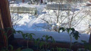 Срочно счистить снег с крыши теплицы . Теплицы не выдерживают нагрузку снега .