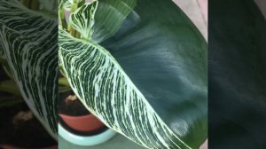 Reverting variegated philodendron birkin? look at these huges ones...