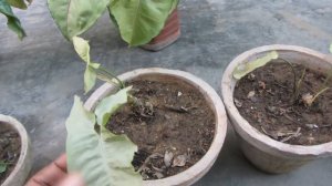 Syngonium Leave Turning Yellow? | Helpful Tips