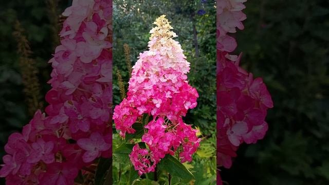 Гортензия "с капризами"