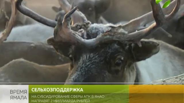 Оленеводство, рыболовство и пищевая промышленность - основные направления  бюджета АПК