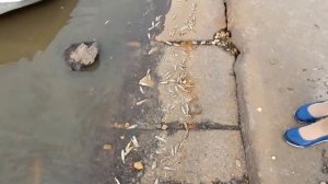 Ловля карпа. Велетьминский пруд