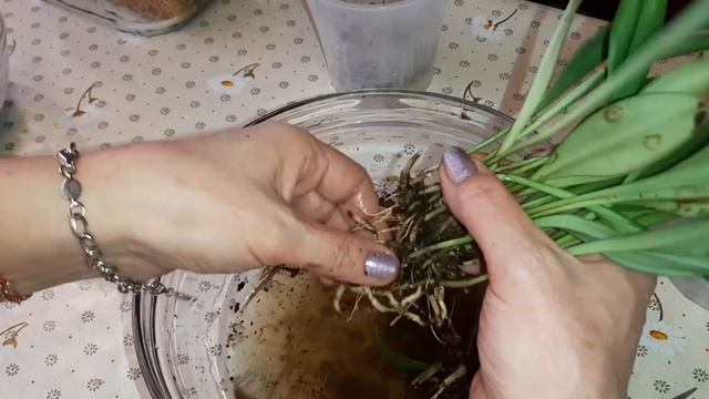 Посадка Орхидеи в Мох Спагмосс Новозеландский | Масдеваллия | Masdevallia