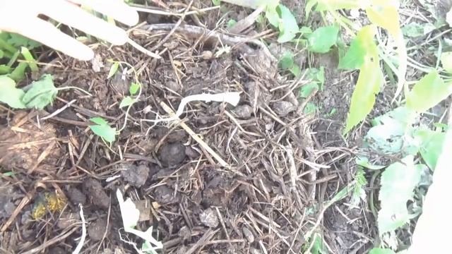 КАЛИСТЕГИЯ- СИБИРСКАЯ РОЗА.