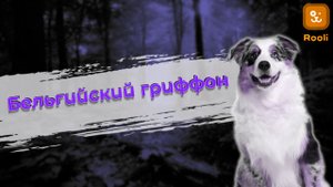 Бельгийский Гриффон: Маленький Пес с Большим Характером