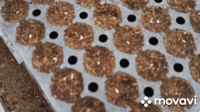 Посев салата Бионда для высадки в теплицу ранней весной смотреть онлайн