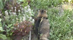 Роза Том Том, роза Чандос Бьюти, роза Джаз, алиссум, ромашки!