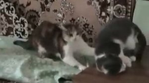 Кошки и валериана