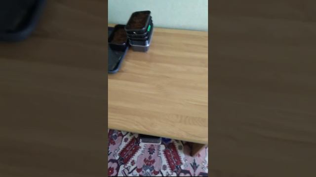 Микрозелень в домашних условиях