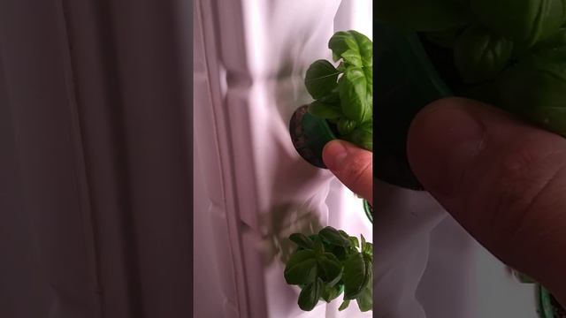 Зелёная стена 70 растений