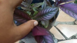 PERTARUNGAN SENGIT ANTARA SYNGONIUM WENDLANDII DAN MIANA UNGU