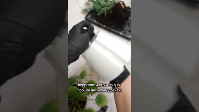 Фитильный полив /Перевожу Флебодиум Давана на фитильный полив #фитильныйполив #флебодиум #shorts