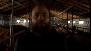 ОБЕЗРОЖИВАНИЕ ТЕЛЯТ. КАК Я ЭТО ДЕЛАЮ.