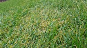 Пшеница по озимому ячменю. Что делать?  Амиачная Селитра, Карбомид или сульфат аммония. Эксперимент