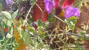 231_How to care sweet pea flowering vine || information about sweet pea plant ( Hindi/ Urdu)