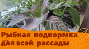 Рыбная подкормка для рассады томатов перцев баклажанов и остальной рассады без рыбы