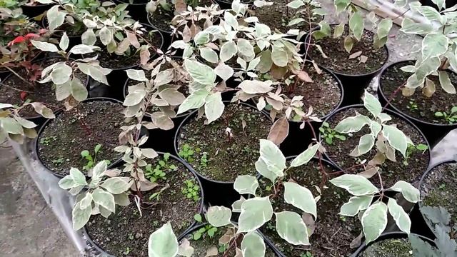 Какой АССОРТИМЕНТ РАСТЕНИЙ мы выращиваем? ОБЗОР ВИТРИНЫ НА ВЕСНУ 2022! смотреть онлайн