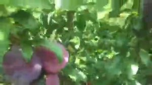 Алыча крупноплодная - Кубанская комета