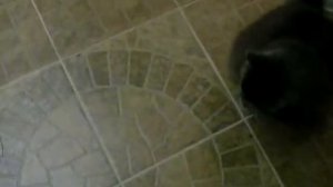 Кошка хочет играть