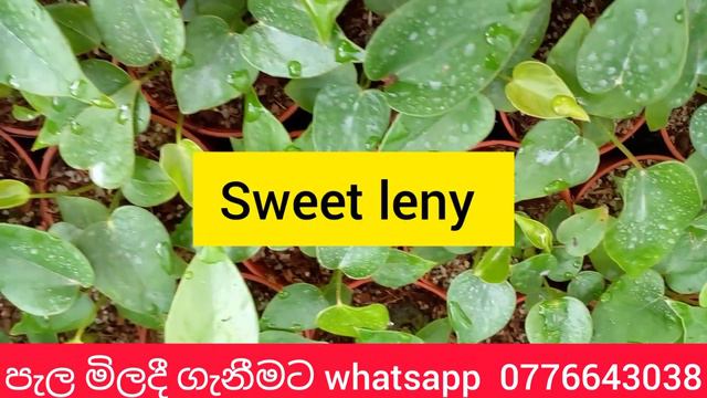 අලුතින් ඇන්තූරියම් වගාව පටන්ගන්න මෙන්න පැල | anthurium wagawa sinhala | beautiful anthurium смотреть онлайн