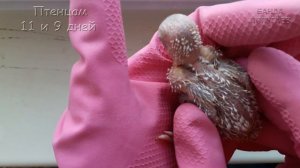 ? Профилактика очинного клеща у птенцов волнистого попугая