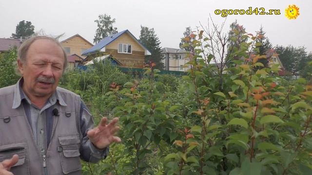 О выращивании абрикоса в Сибири