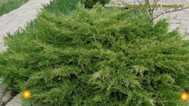 Можжевельник пфитцериана Арктик. Краткий обзор, описание juniperus x pfitzeriana Arctic смотреть онлайн