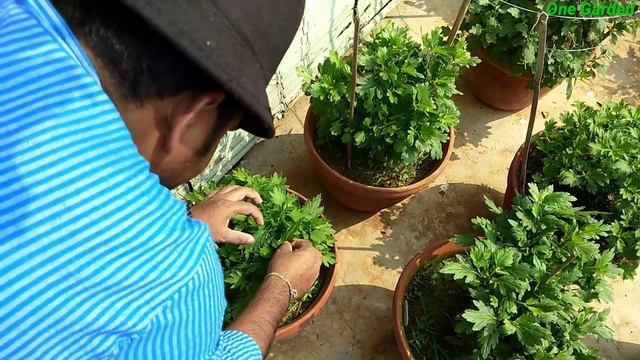 Chrysanthemum fertilizer in final stages chrysanthemum mission 10002019-20Part 20